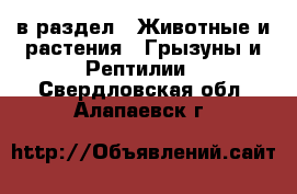  в раздел : Животные и растения » Грызуны и Рептилии . Свердловская обл.,Алапаевск г.